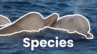 Identifying and Reporting Northern Bottlenose Whales [upl. by Kruter810]