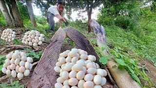 Best hand fishing  a fisherwoman pick a lots of duck eggs in the stump near village by hand [upl. by Amber143]