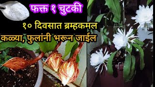 या खताच्या वापराने ब्रम्हकमल फुलांनी भरून जाईलOrganic fertilizerspgardeningmarathi [upl. by Sert]