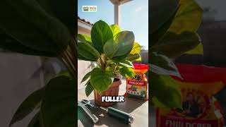 Top Care Tips for a Thriving Split Leaf Philodendron 🌿  Twig Terrace [upl. by Euqilegna]