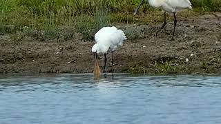 Spoonbills  துடுப்பு வாயன் [upl. by Auqenaj]