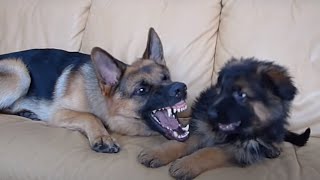 German Shepherd and Puppy Playing On Couch [upl. by Luebke]