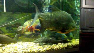 Oscar fish picks Fight with Red Belly Pacu [upl. by Aiam]