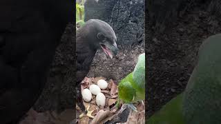 An eagle in a parrots nestbird eagle beautiful beautifulparrot love parroteggs love [upl. by Sax768]