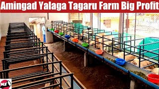 Amingad Yalaga Tagaru Farm  Chanapatna  Kuri Sakanike Big Profit Business [upl. by Mich494]