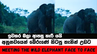 Meeting the wild elephant face to face අනූනවයෙන් බේරුණේ හිටපු තැනින් උඩට Elephant soul [upl. by Niamrahc]