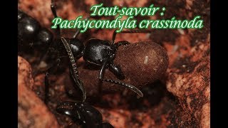 Toutsavoir  Pachycondyla crassinoda [upl. by Assiluj472]