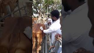 Gluteal muscle injection IM in cattle [upl. by Acinorahs]