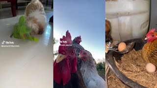 Los MEJORES videos de animales ❤🐶🐹 Tiktok compilation 46 [upl. by Froh]