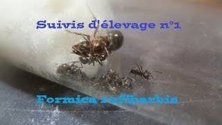 Suivis délevage n°1  Formica rufibarbis [upl. by Eerazed]