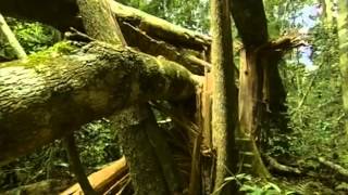 Documental Selva tropical el secreto de la vida [upl. by Sheehan]