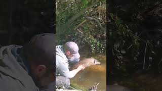 barbel fishing nature River Severn [upl. by Ahsinaw833]