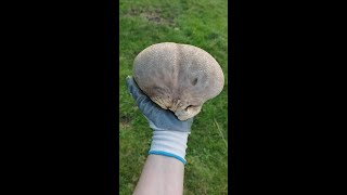 ליקוט פטריות ברומניה אבקית Lycoperdon  Hunting mushrooms in Romania תהנו מהחיים ואל תשכחו לחייך [upl. by Lauder]