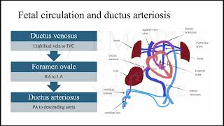 Patent Ductus Arteriosus in Late Pregnancy [upl. by Kristy]