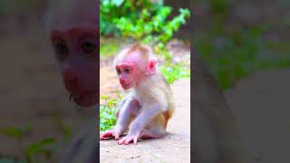 The Insane of baby monkey real life Monkey Babymonkey Shorts  VIP Monkey [upl. by Assilana]