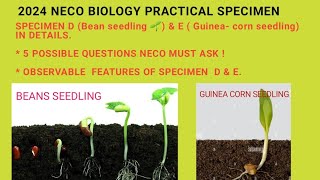 2024 NECO BIOLOGY PRACTICAL ANSWER QUESTIONS FROM BEANS amp GUINEA CORN 💯 youtubeeducation NECO [upl. by Dorthy]