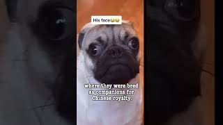 Facts about pugs dogs pugs [upl. by Fang332]