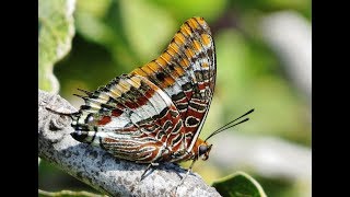 Twotailed pasha or foxy emperor  Charaxes jasius  Πεταλούδα της κουμαριάς  13112019 Cyprus [upl. by Joline]