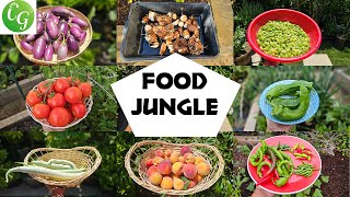 California Gardening Food Jungle Summer 2024 Harvests Tour amp Tips [upl. by Haidebej]