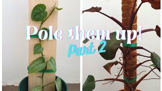 Giving my climbing plants poles  a plank Part 2  Scindapsus lucens amp Philodendron Pink Princess [upl. by Elohcim]