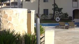 Yellow Bird in Puerto Morelos Mexico [upl. by Ewolram138]