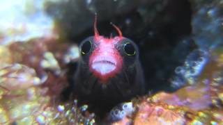 Cocos Barnacle Blenny [upl. by Nanice]