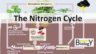 Nitrogen Cycle updated [upl. by Ambur232]