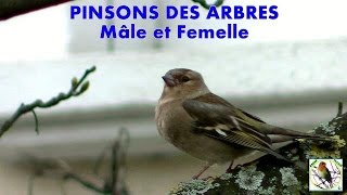 PINSON des ARBRES femelle [upl. by Bonner]