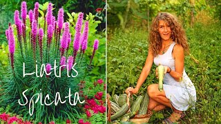 Ya beauty Planting Liatris Spicata bulbs for a summer bloom [upl. by Ahrendt]