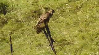 Buteo buteo  ratonero común  Common buzzard [upl. by Tammi889]