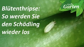 Blütenthrips So werden die Schädlinge bekämpft  MDR Garten [upl. by Atis]