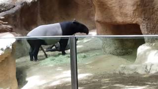 Tapir San Diego Zoo May 2016 [upl. by Otreblon91]