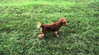 Cocker Spaniel  grumpy barking [upl. by Maryann871]