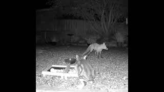 Another fox v cat in the garden Neither of them look very confident here do they 😂 [upl. by Ramos917]