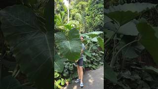 Found this giant Xanthosoma at the Botanic Gardens Sydney 😍 [upl. by Tracee]