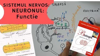 ADMITERE MEDICINA SISTEMUL NERVOS 2 NEURONUL Functie [upl. by Saunderson]