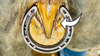 How to trim horse hooves Horses Farminghorse hooftriming hoofcleaning farming hoof [upl. by Kenta]