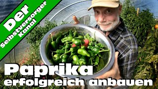 Paprika erfolgreich anbauen So habe ich es mit Erfolg gemacht [upl. by Giana]