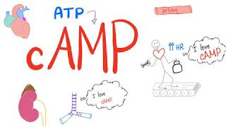 cAMP  ATP ADP cAMP  Adenylate cyclase  Protein Kinase A  Gprotein Cell Signaling  Physio [upl. by Ettigirb]