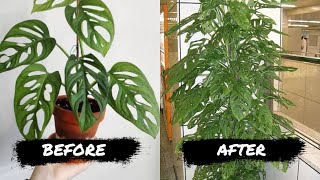 8 SIMPLE TIPS TO MAKE YOUR ADANSONII GROW FASTER [upl. by Enale]