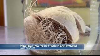 How to prevent your pets from getting heartworm with mosquitoes on the rise [upl. by Yt234]