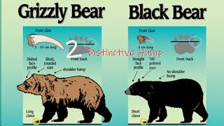 5 Cool Facts about Grizzly Bears [upl. by Notecnirp69]