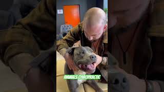 Animals Chiropractic 💚💚asmr dogshorts foryou dogs chiropractic türkiye love [upl. by Leelahk]