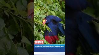 quotThe Turaco Switzerlands Majestic National Bird Revealedquot [upl. by Seraphine]