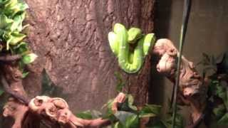 Emerald Tree Boa and Setup [upl. by Ehrman]