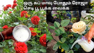 ரோஜா செடி அதிக மொட்டுகள் வைக்க இதை கொடுங்கள்rose plant fertilizer tamil boo gardenrose plant tips [upl. by Eem]