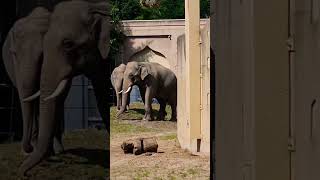 Elephants of Planckendael ZOO Mechelen Belgium Pls subscribe my channel thanks🐘zooplanckendael [upl. by Nov]