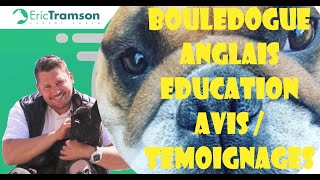 BOULEDOGUE ANGLAIS  TEMOIGNAGES ET AVIS ERIC TRAMSON EDUCATEUR CANIN COMPORTEMENTALISTE [upl. by Medarda]