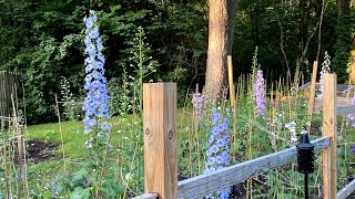 How To Take Cuttings From Delphiniums [upl. by Oiratnom]