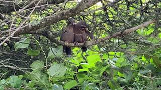 Whitewhiskered Laughingthrush 金翼白眉（臺灣噪眉）理羽 [upl. by Felix466]